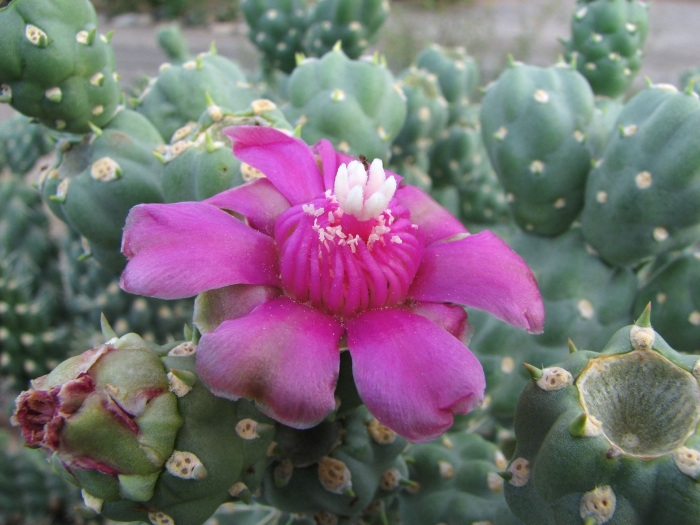 Cylindropuntia fulgida image
