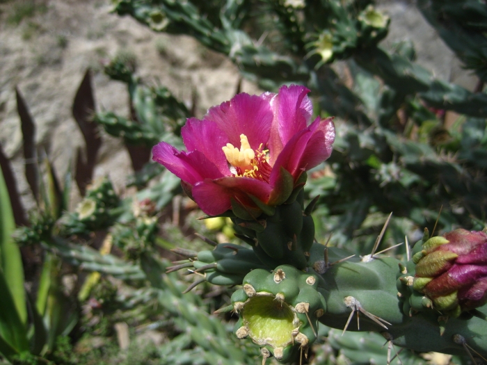 Cylindropuntia imbricata image