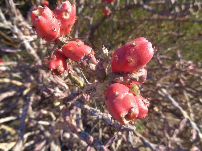 Cylindropuntia leptocaulis image