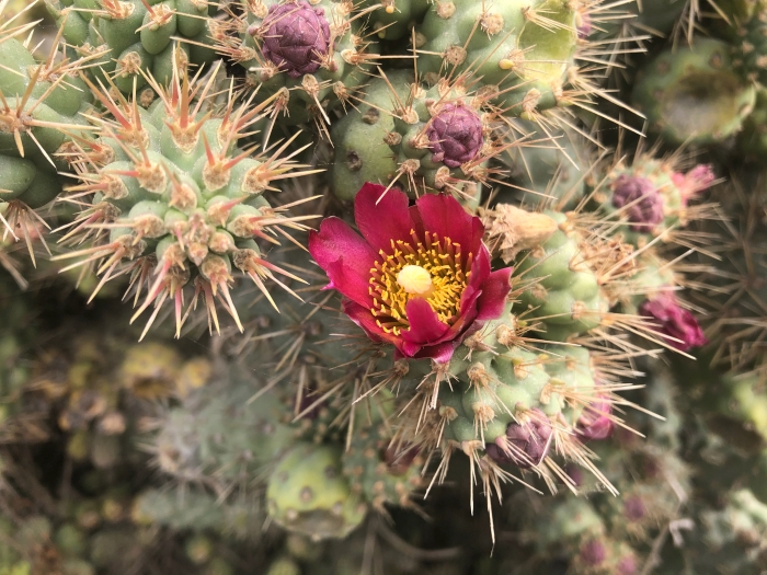 Cylindropuntia prolifera image