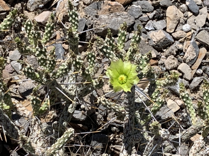 Cylindropuntia ramosissima image
