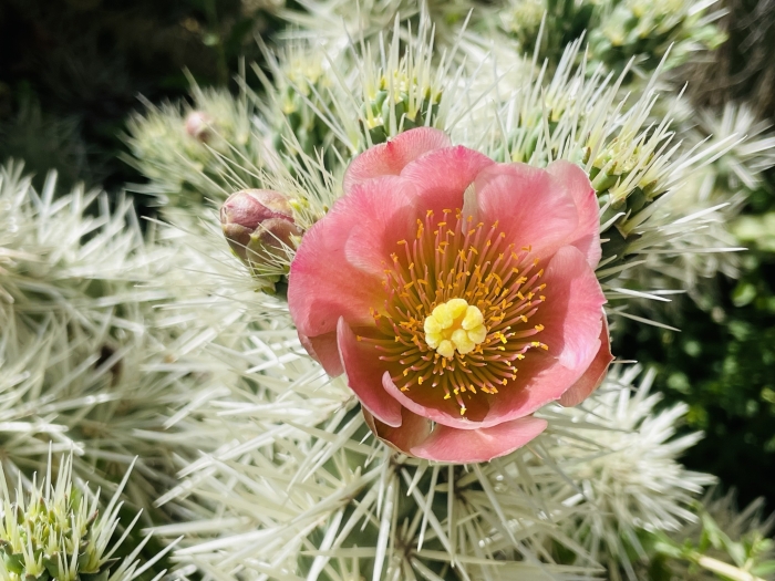 Cylindropuntia tunicata image