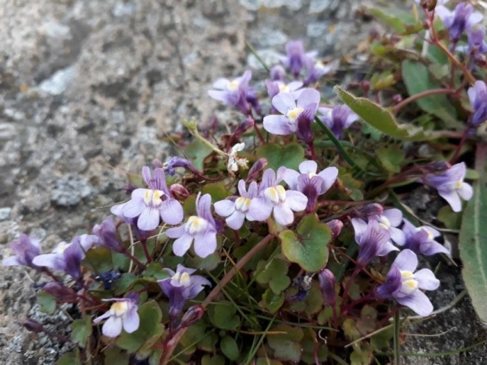 Cymbalaria muralis image