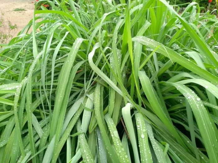 Cymbopogon citratus image