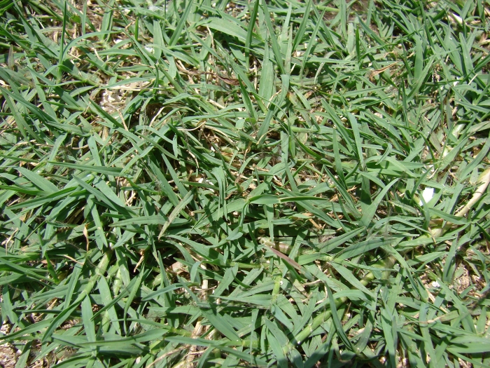 Cynodon dactylon image