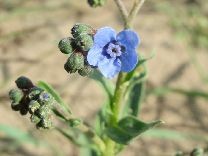 Cynoglossum amabile image