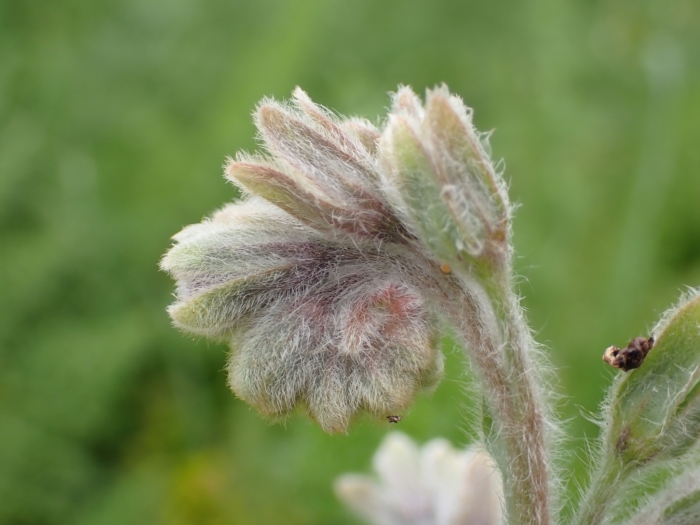 Cynoglossum clandestinum image