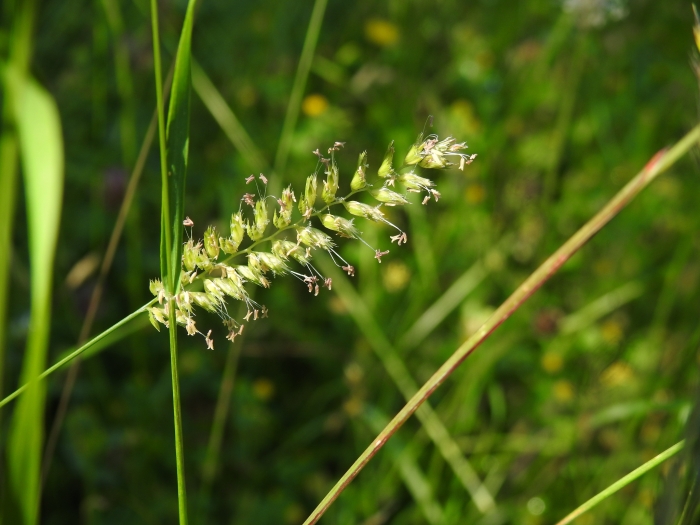 Cynosurus cristatus image