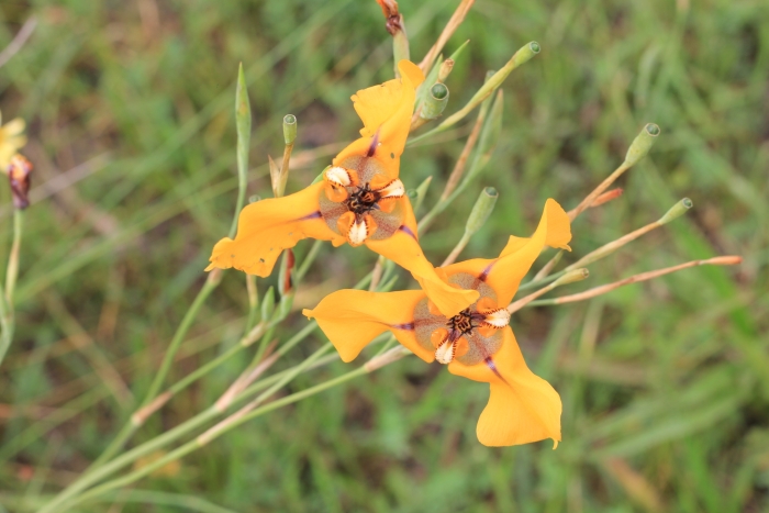 Cypella herbertii image