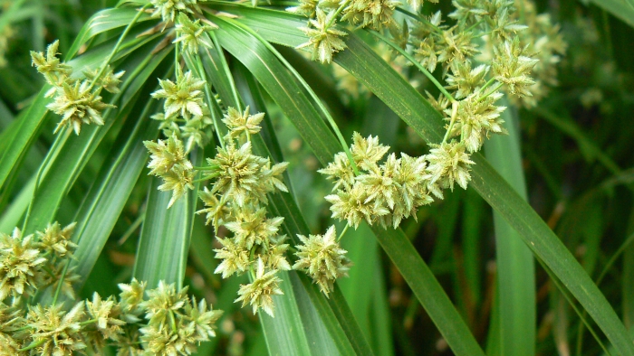 Cyperus alterniflorus image