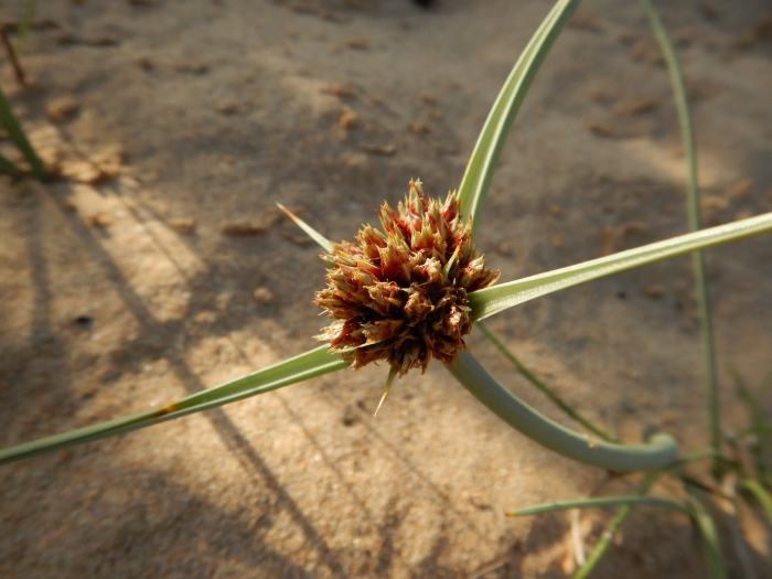 Cyperus capitatus image