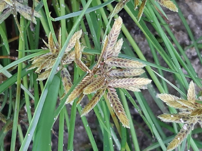 Cyperus eragrostis image