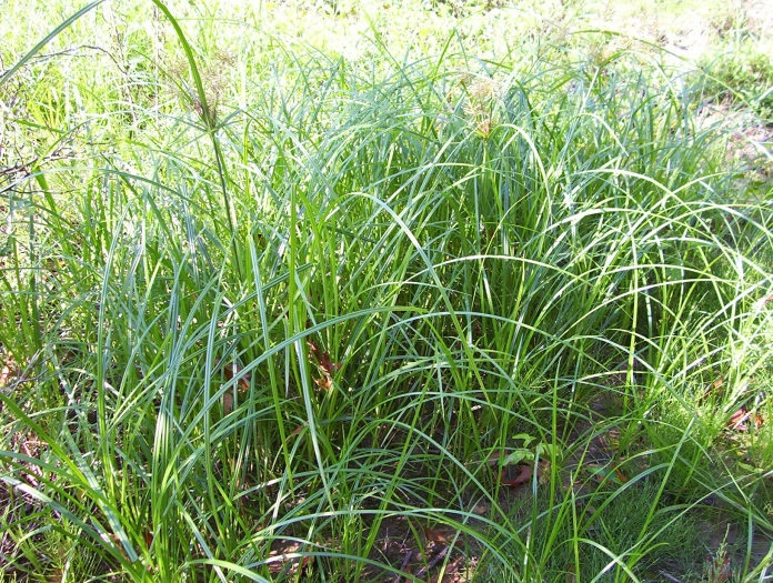 Cyperus erythrorhizos image