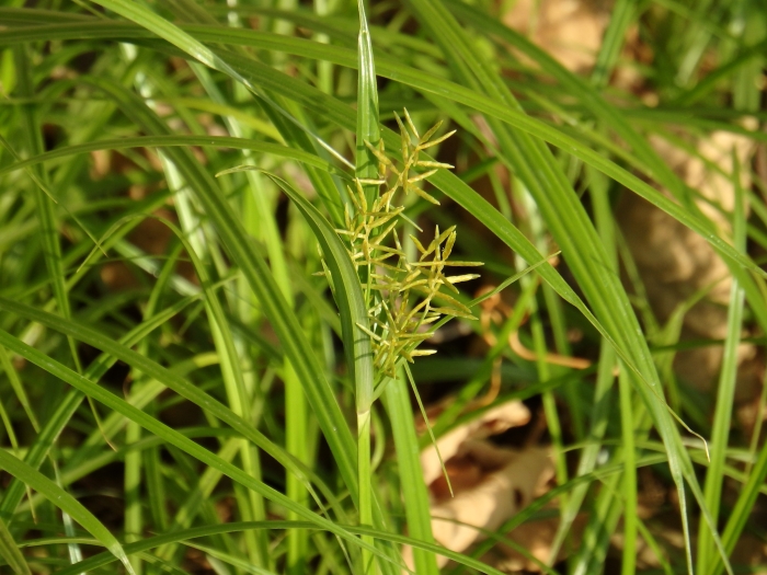 Cyperus esculentus image