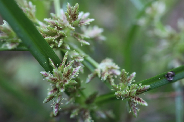 Cyperus fuscus image
