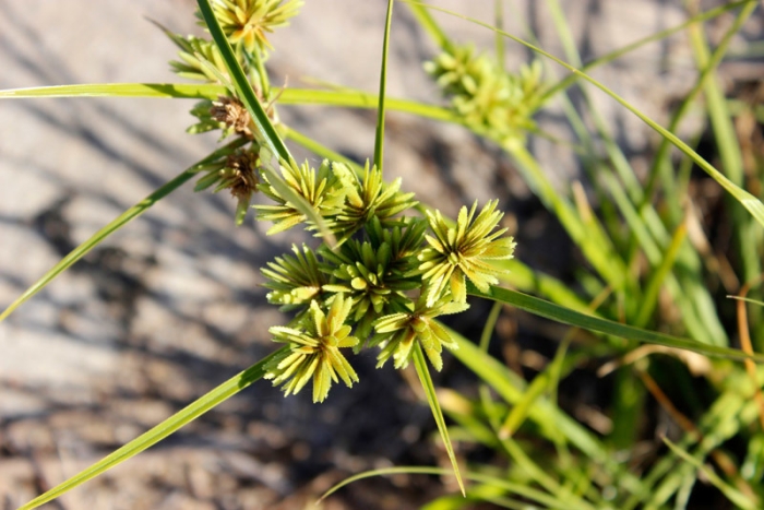 Cyperus giganteus image