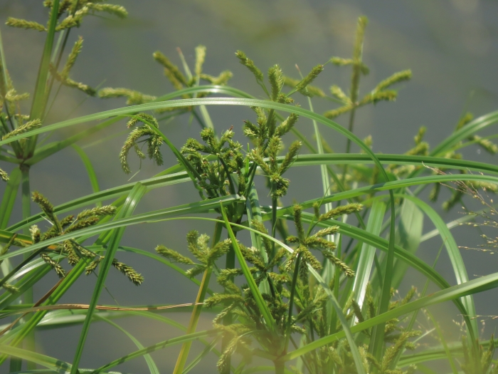 Cyperus imbricatus image