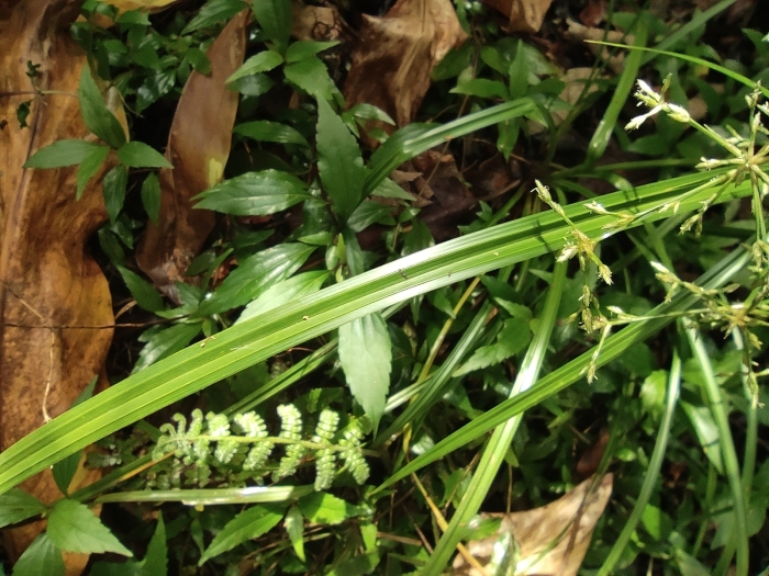Cyperus longifolius image