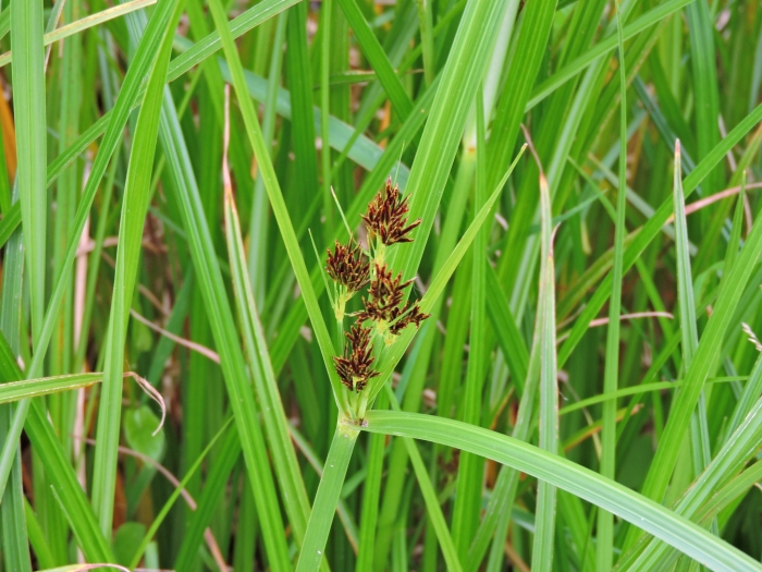 Cyperus longus image