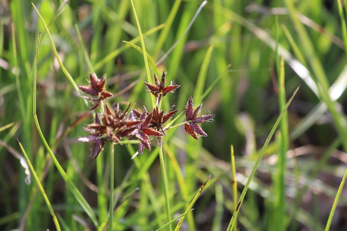Cyperus mundii image