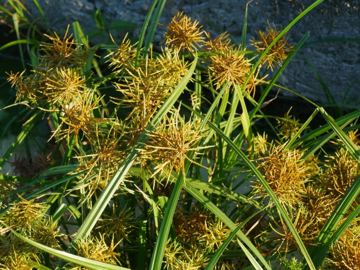 Cyperus odoratus image