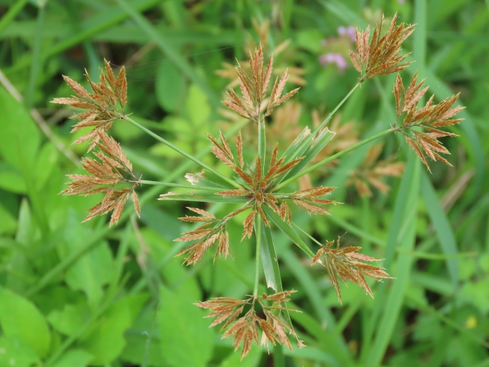 Cyperus polystachyos image