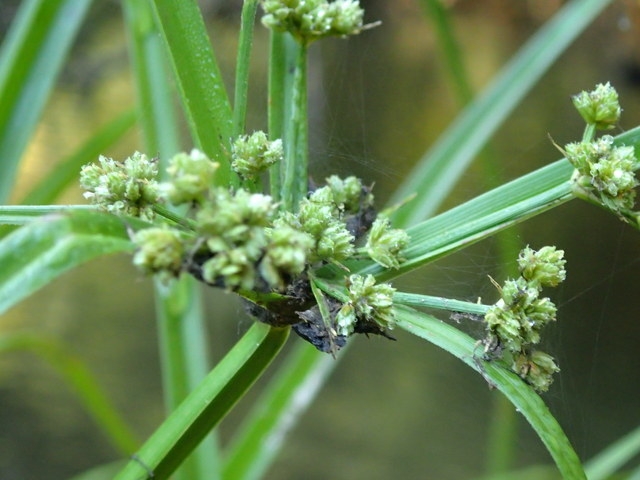 Cyperus pseudovegetus image