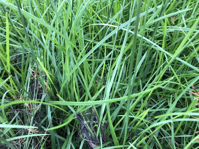 Cyperus rotundus image