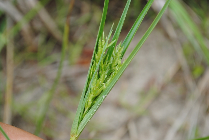Cyperus schweinitzii image