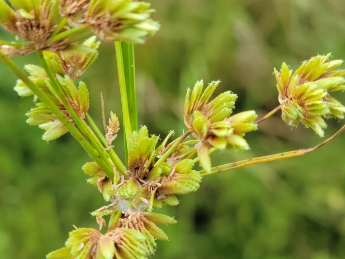 Cyperus surinamensis image