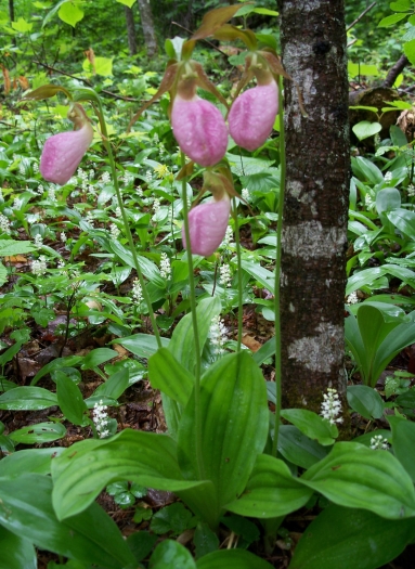 Cypripedium acaule image