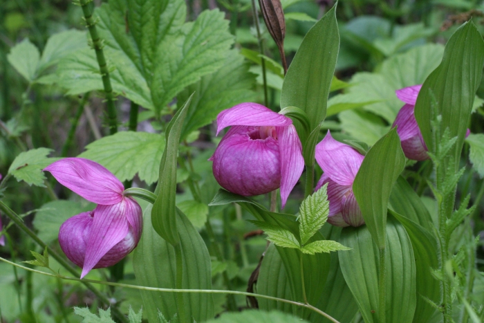 Cypripedium macranthos image