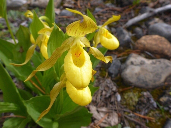 Cypripedium parviflorum image