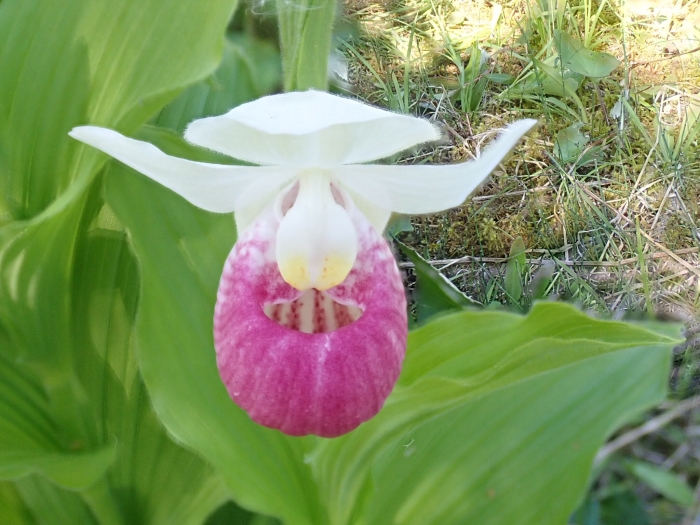 Cypripedium reginae image