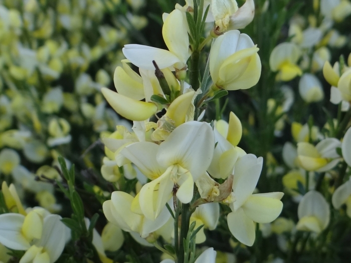 Cytisus ×praecox image
