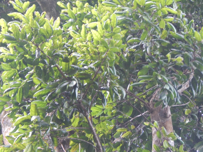 Dacryodes excelsa image