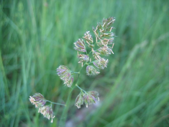 Dactylis glomerata image