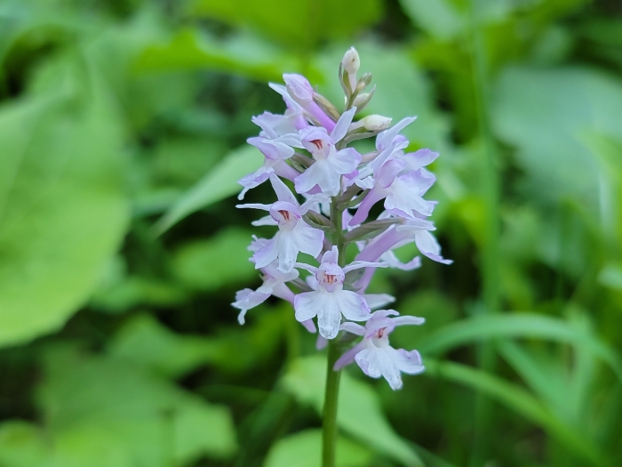 Dactylorhiza maculata image