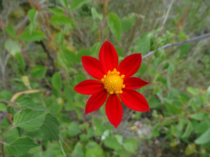 Dahlia coccinea image