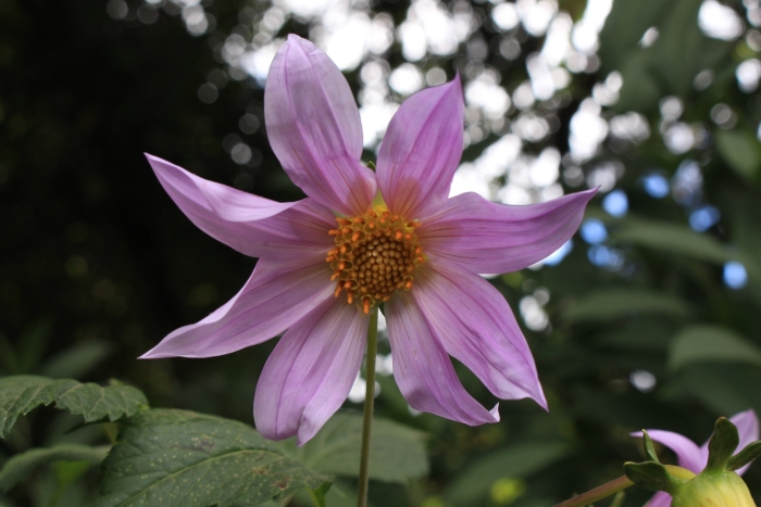 Dahlia imperialis image