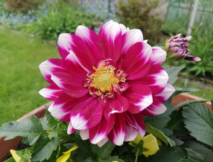 Dahlia ×pinnata image