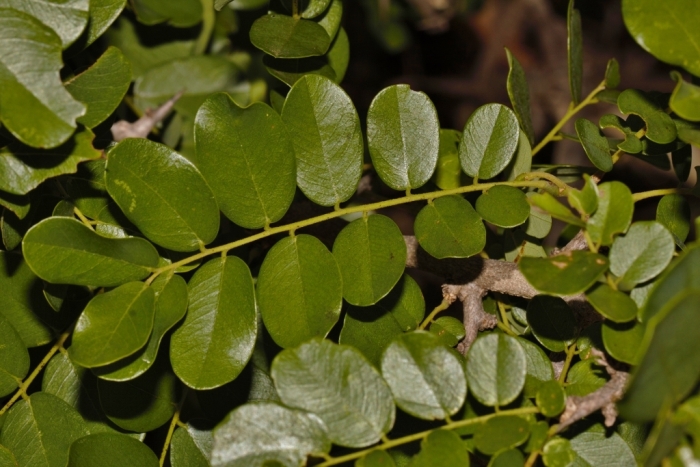 Dalbergia melanoxylon image