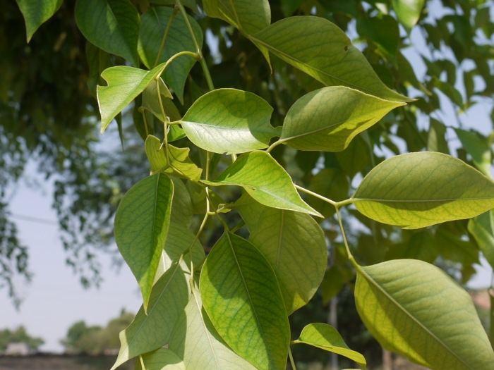 Dalbergia sissoo image