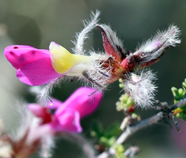 Dalea formosa image