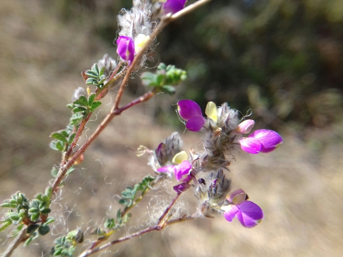Dalea greggii image