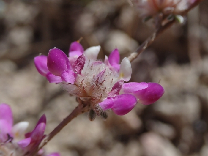 Dalea pulchra image