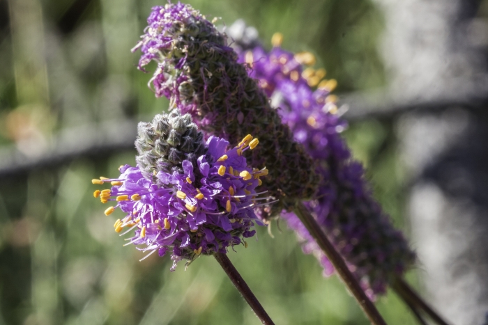 Dalea purpurea image