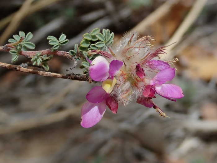 Dalea versicolor image