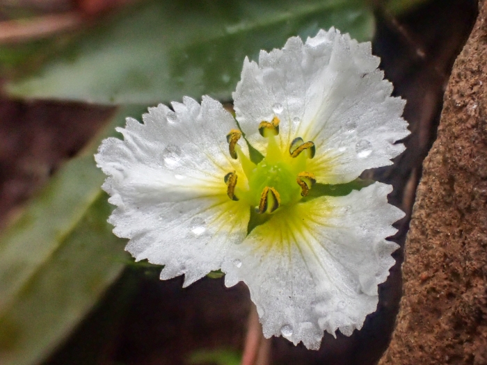 Damasonium californicum image