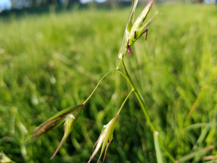 Danthonia californica image